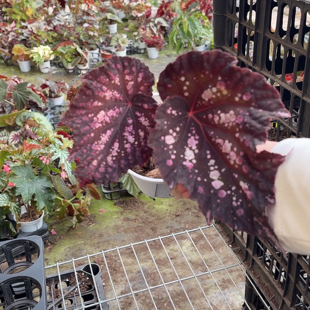 完全开放嘉顿先生