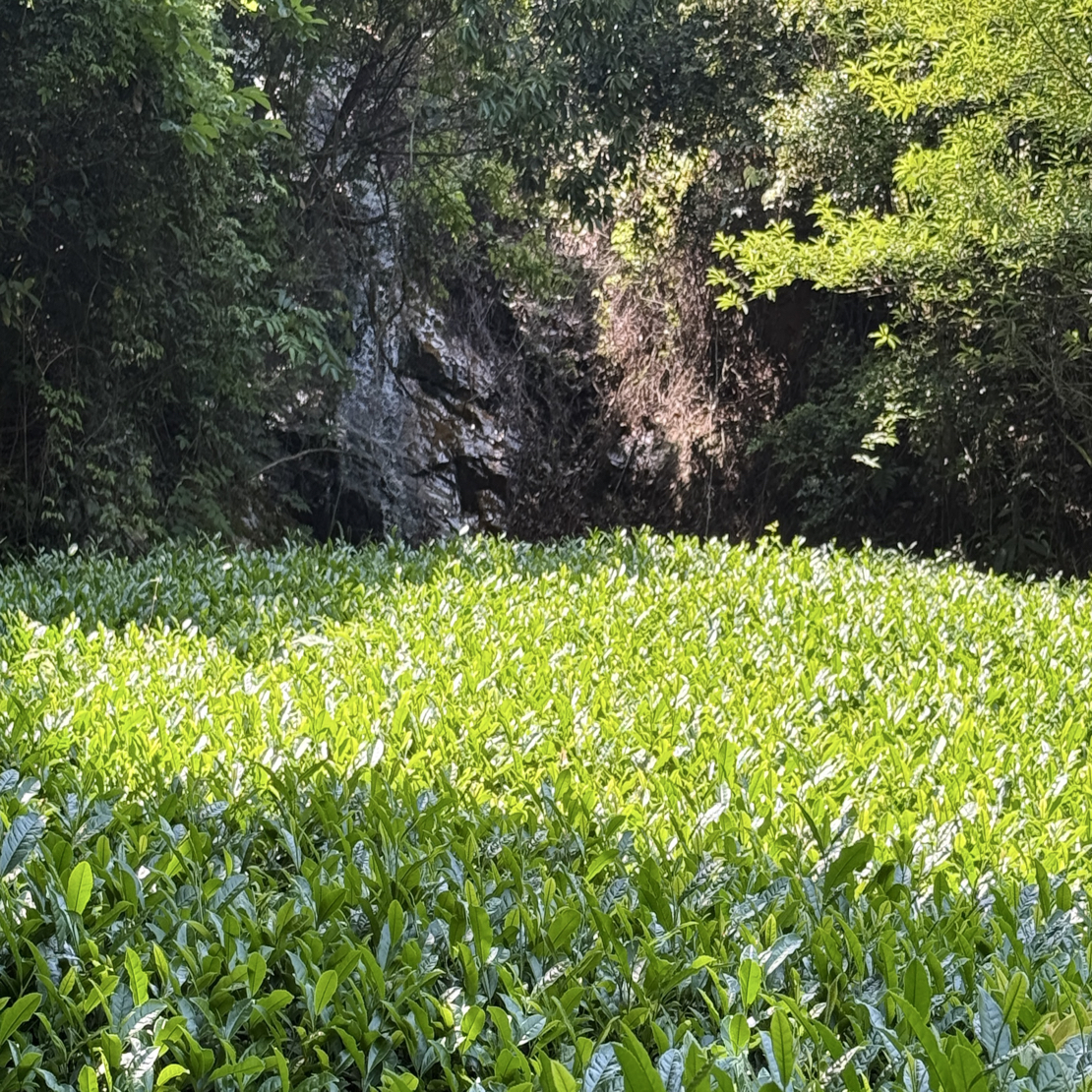 武夷岩茶 纯种大红袍奇丹250g散茶装