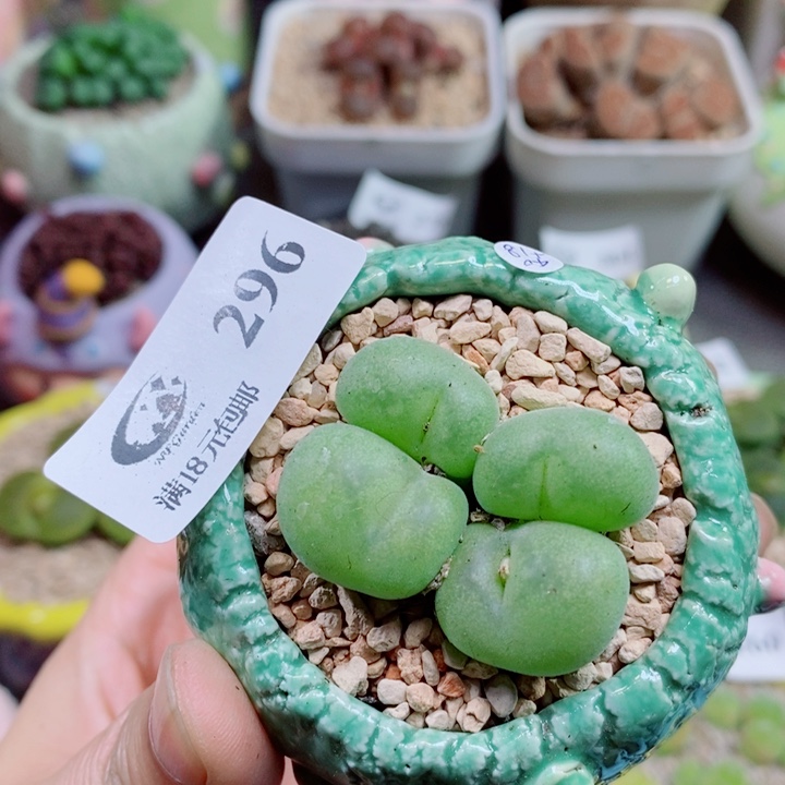 生石花花花花花花296