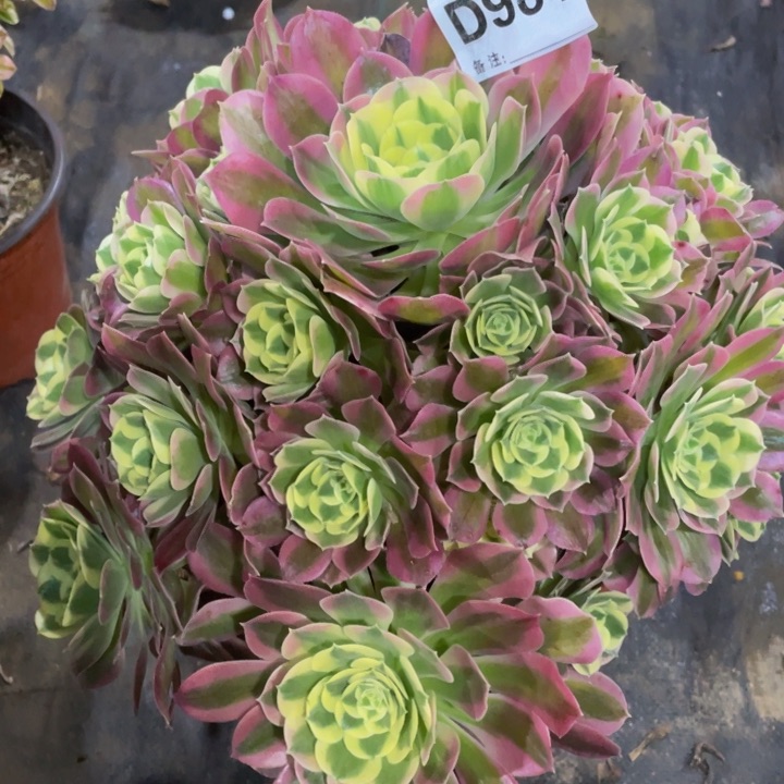 984白凤11111多肉