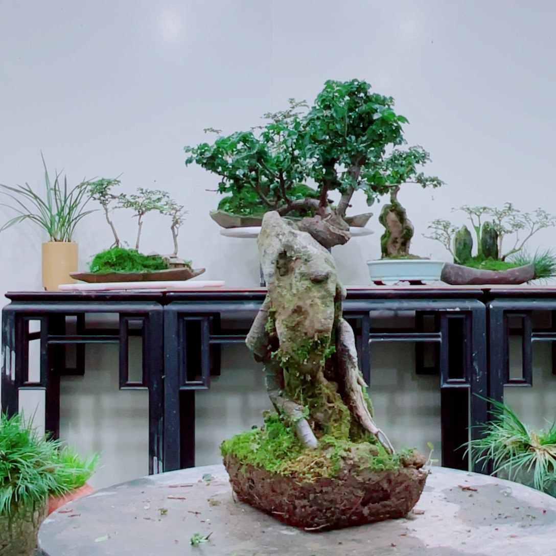 一**山铁线蕨铁线蕨是一种植物的