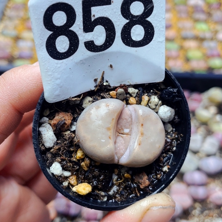 858热唇母本带盆