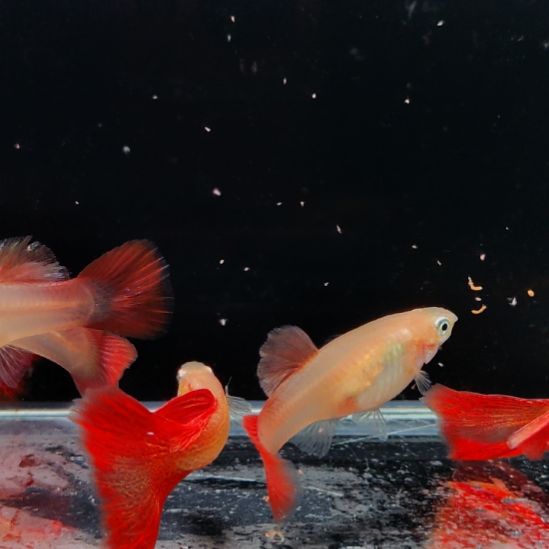 太***华孔雀鱼满纹黄化红蕾丝三对