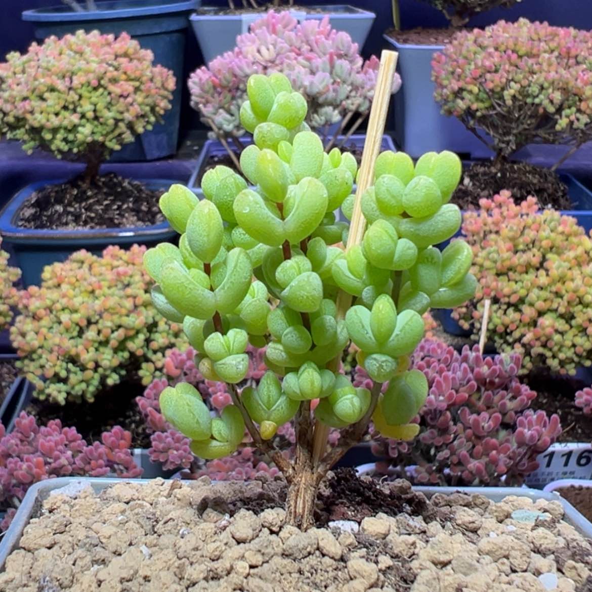 【闪购商品】e094元宝枝干番杏