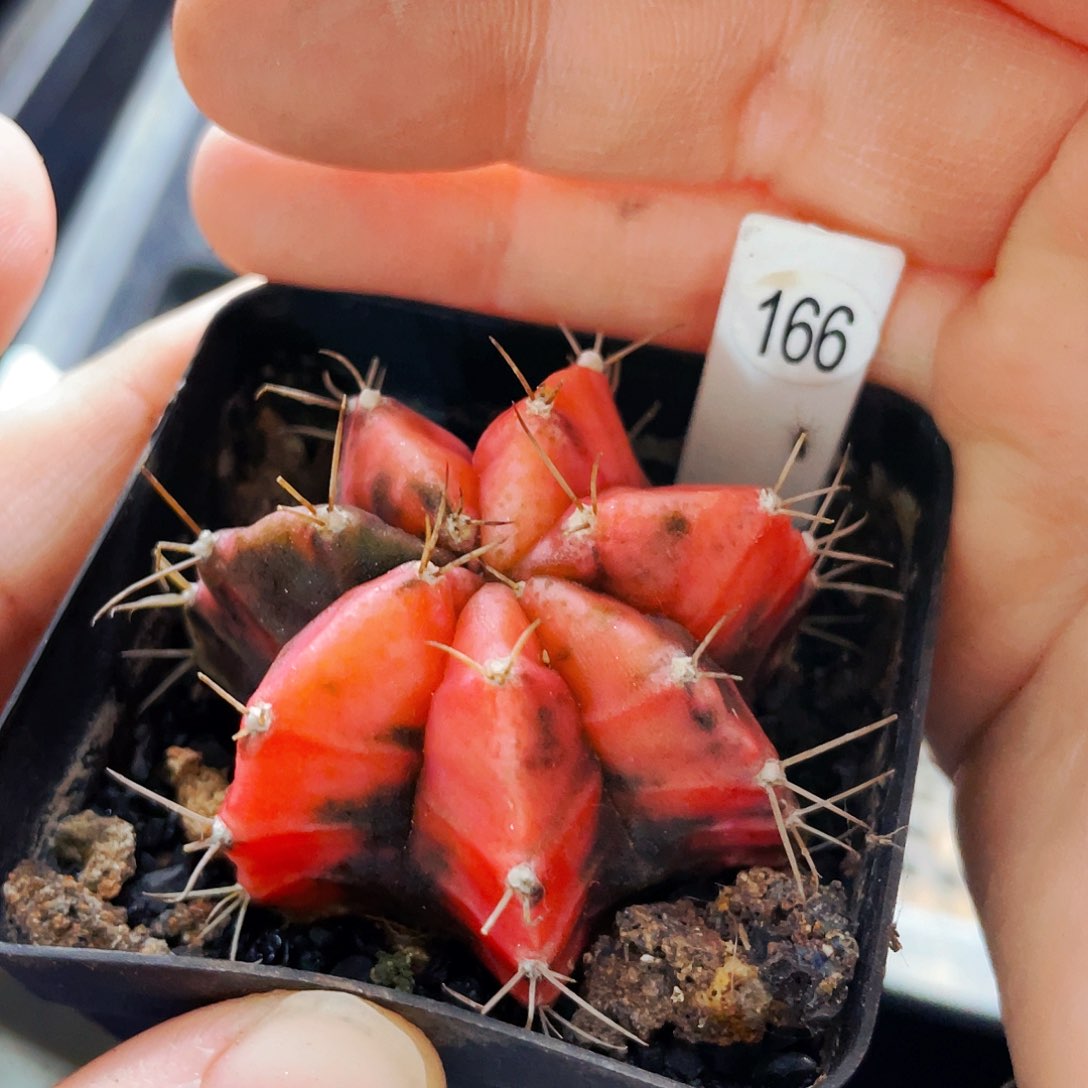 非偏远地区满25包邮仙人球