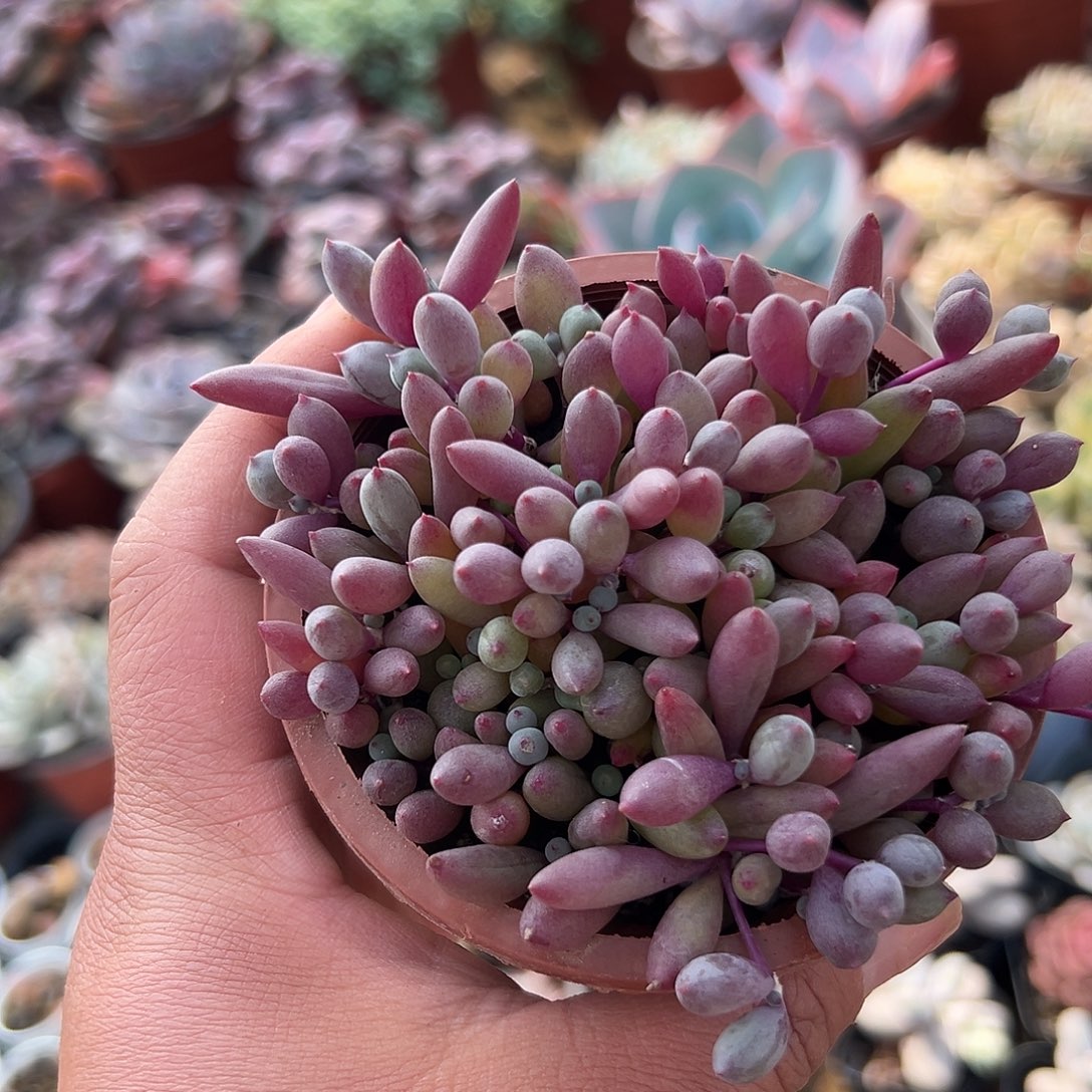 多肉植物多肉植物