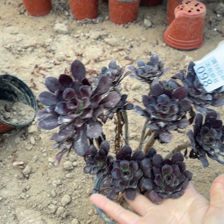 098红酒圆叶绣球缺水1bei