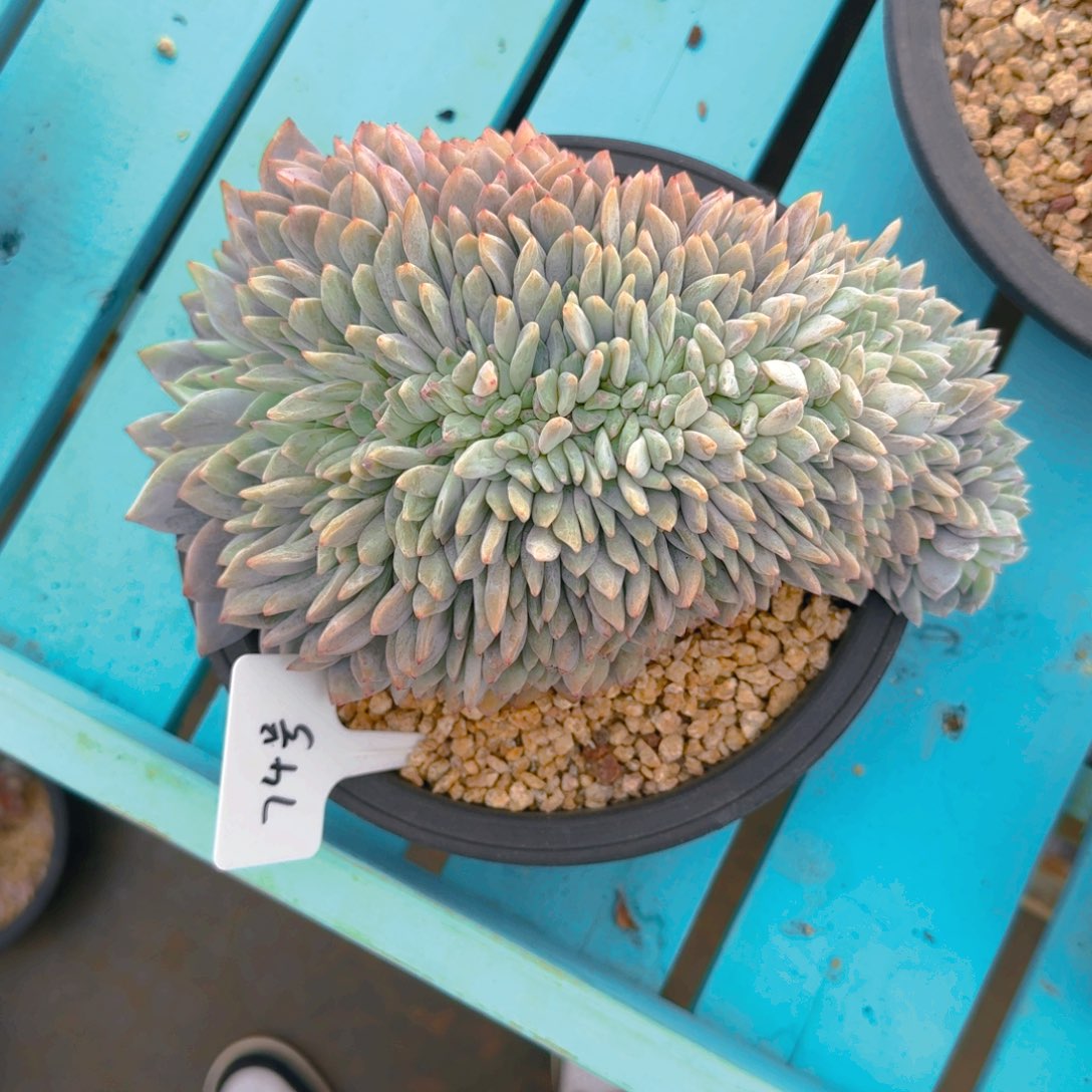 74好多肉11111111111