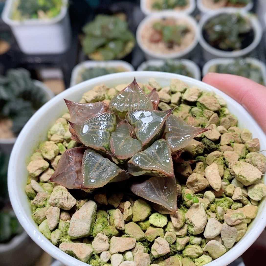 裹实生一点红玉露多肉