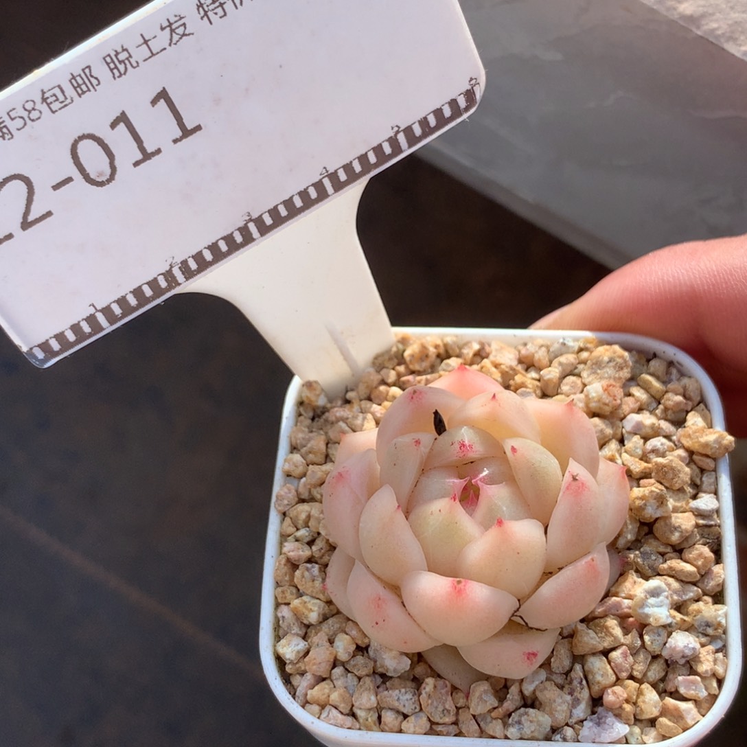 麦秆优选精品多肉58包邮