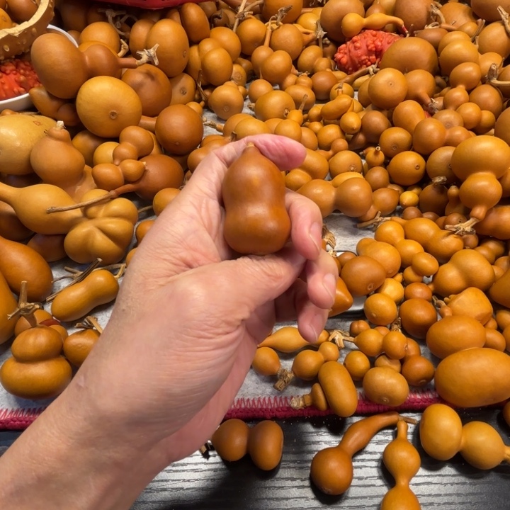 小**?小迷糊的一把胖墩儿紫皮葫芦