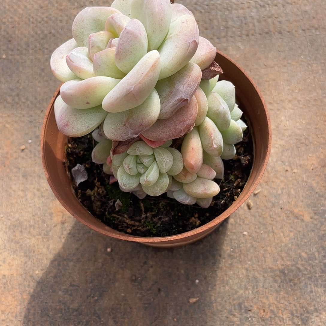 石化冰玉群生多肉植物一物一拍