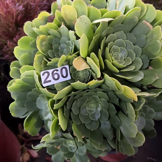 小*怪多肉植物一个