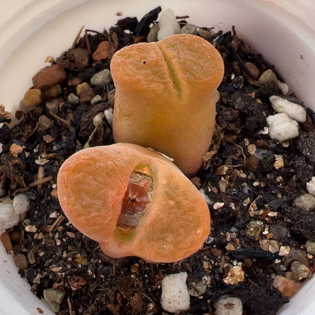 633多肉植物组合