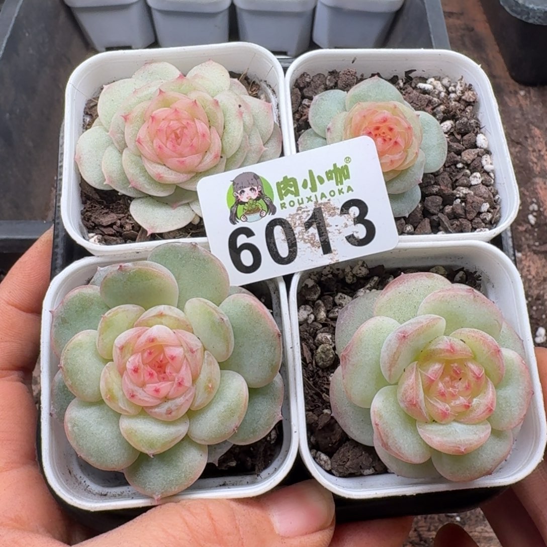 暖****多肉植物多肉植物