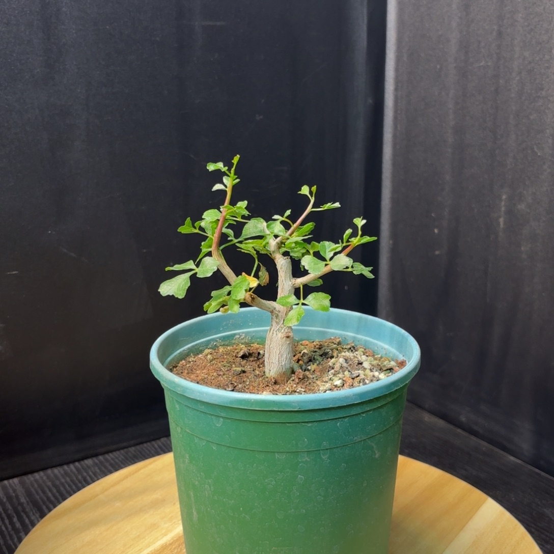 木  好望角没药十二骑士