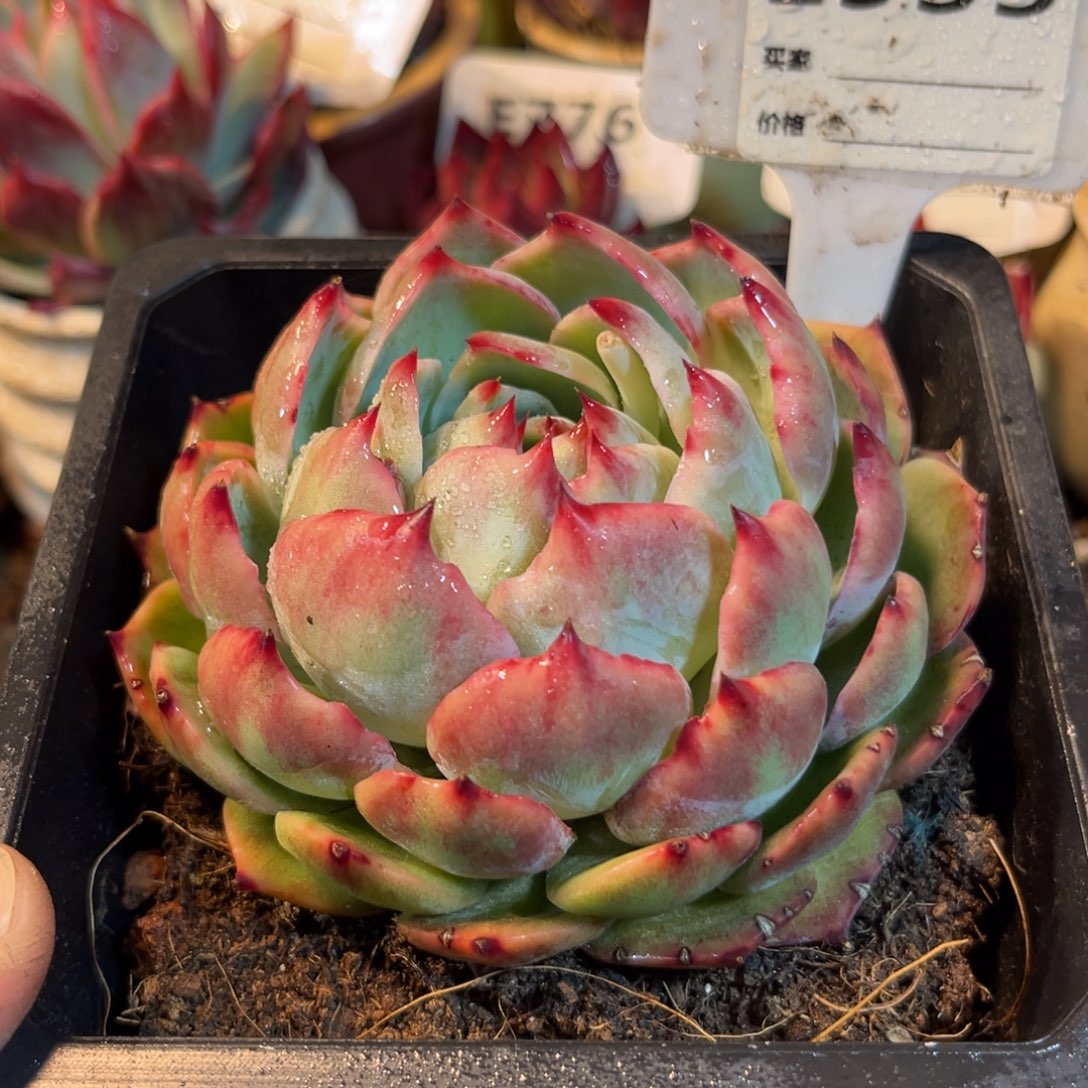 惊鸿一瞥955号多肉