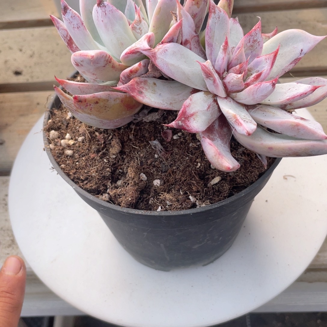 1613  白玉菇  六月六