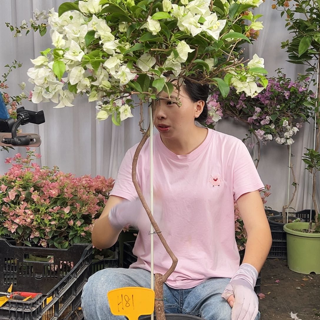 擦***过当前无花栽培后可以开花H81白雪