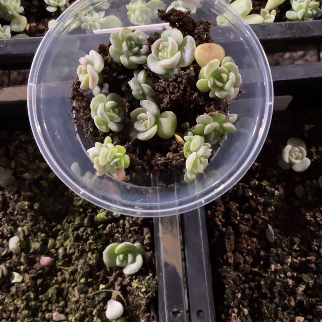 发***光荔枝一物一拍552….