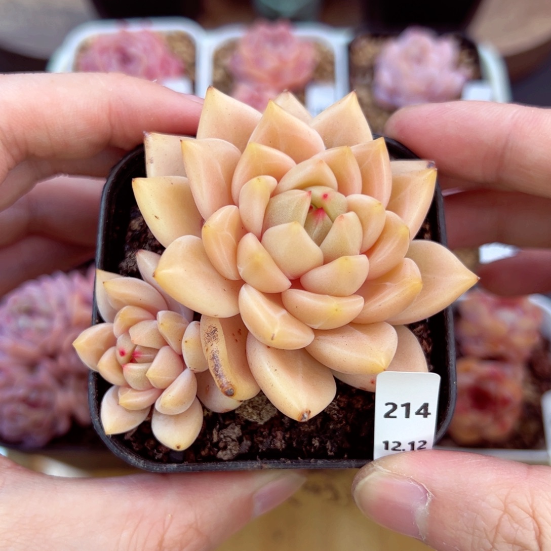 好好看214、哈哈哈哈