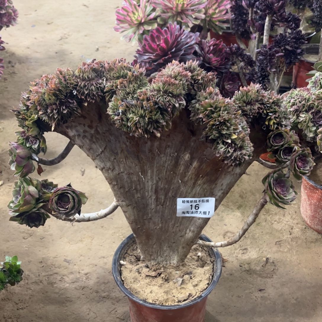 16万圣节缀化多肉植物法师