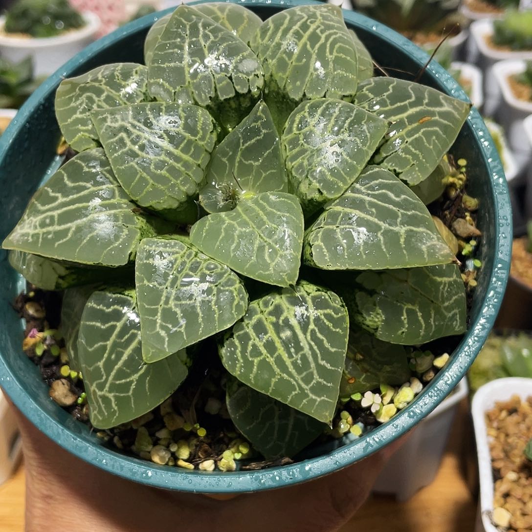 宋***军直播间1号母本康平101