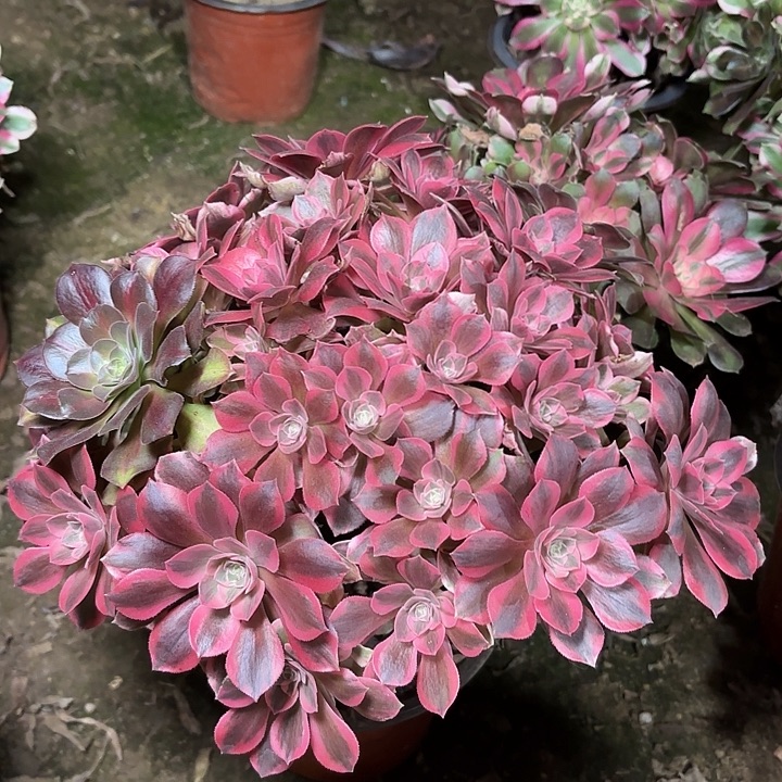 多肉植物法师女妖29