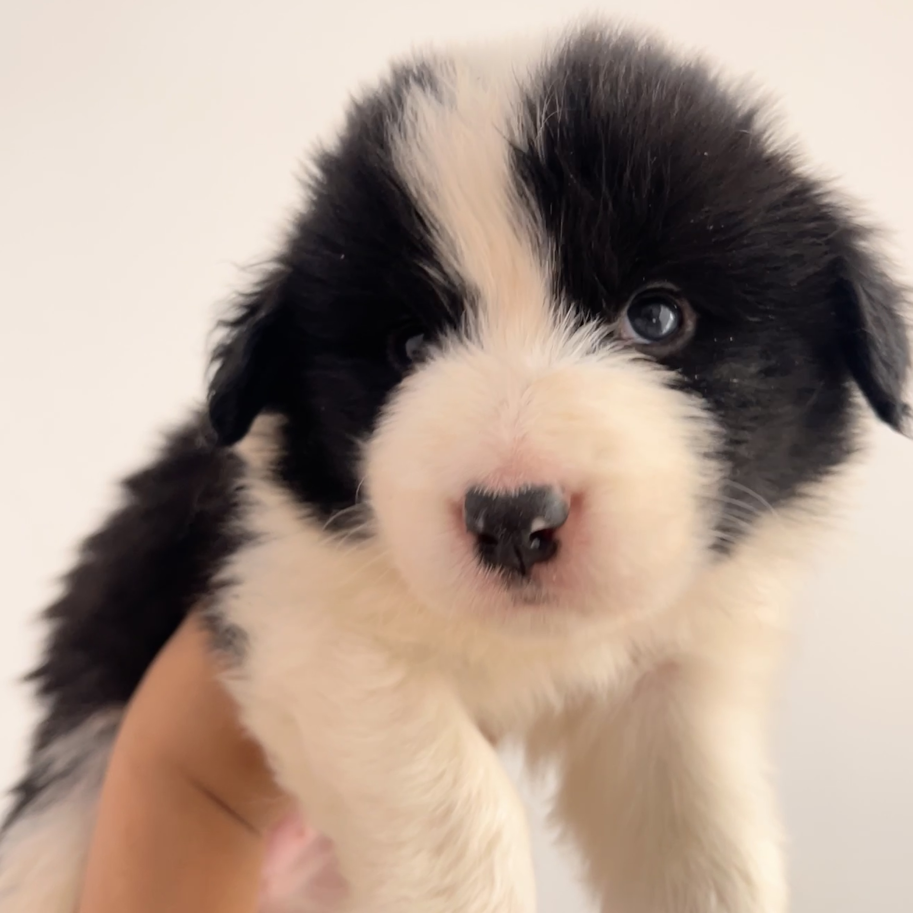 伴宠旅小卢家边牧 边牧幼犬活体