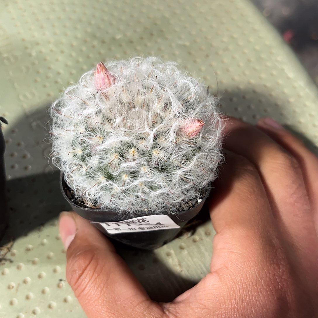 111564一物一拍单头发