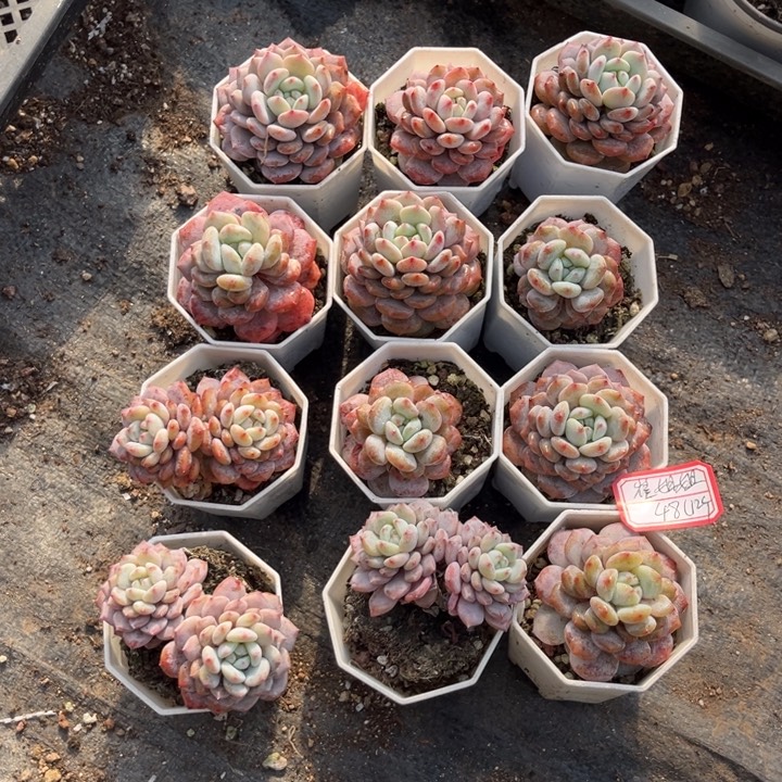 崔***姐星星橙7厘米盆12个清货