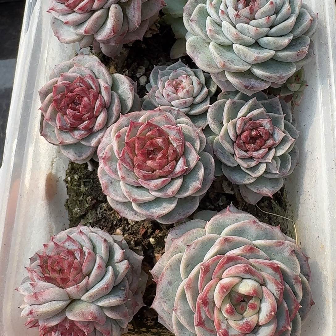 杂交新品珍妮多肉1285