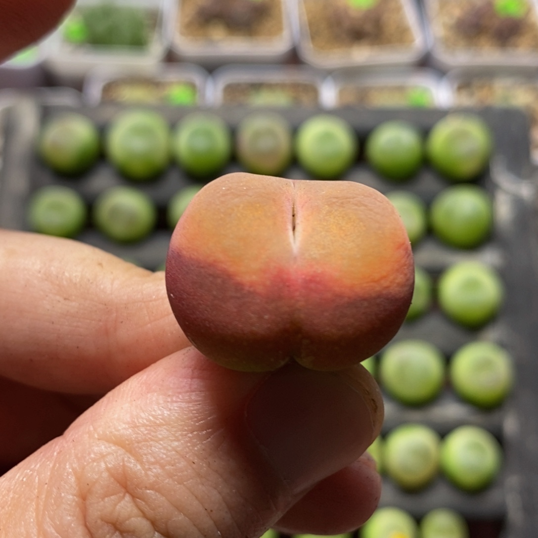 2.4漂亮多肉植物73
