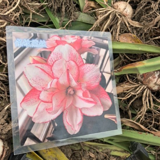 当前无花栽培后可以开花条纹戴斯6厘米裸根球3棵