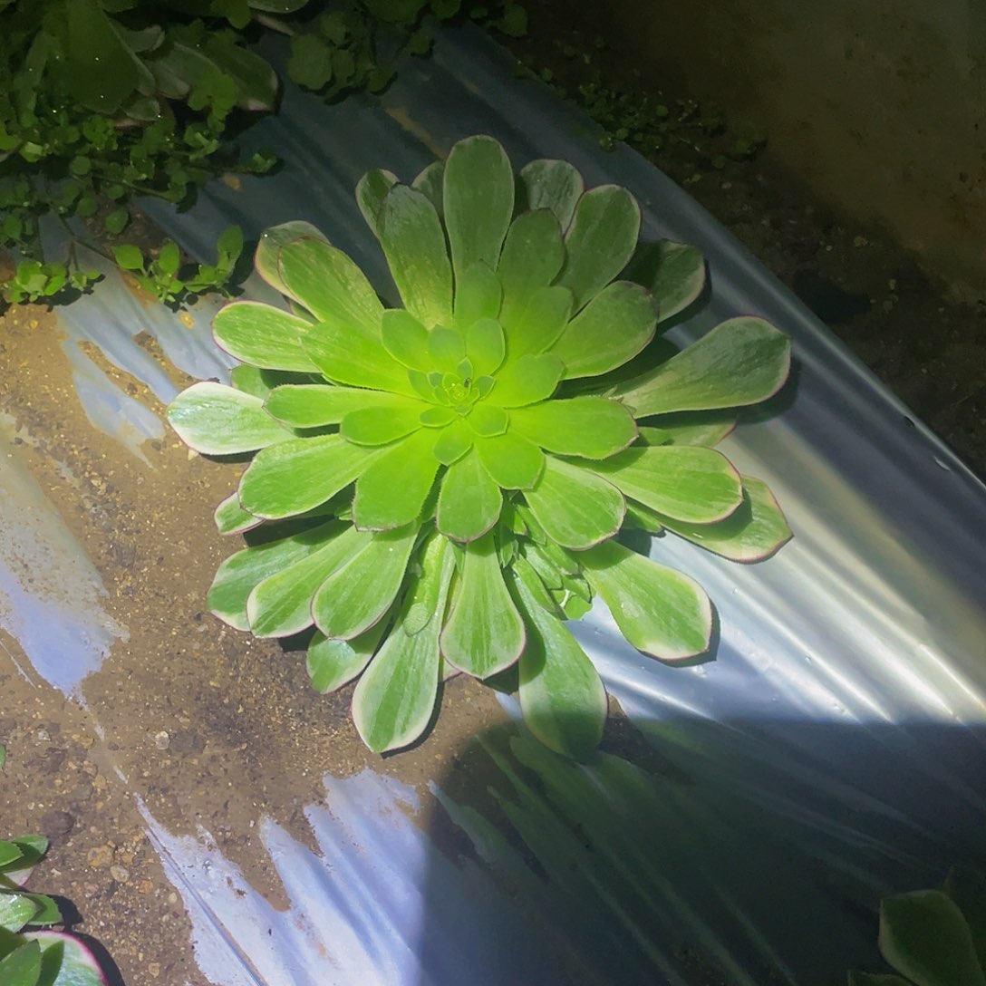 1720万花筒多肉植物