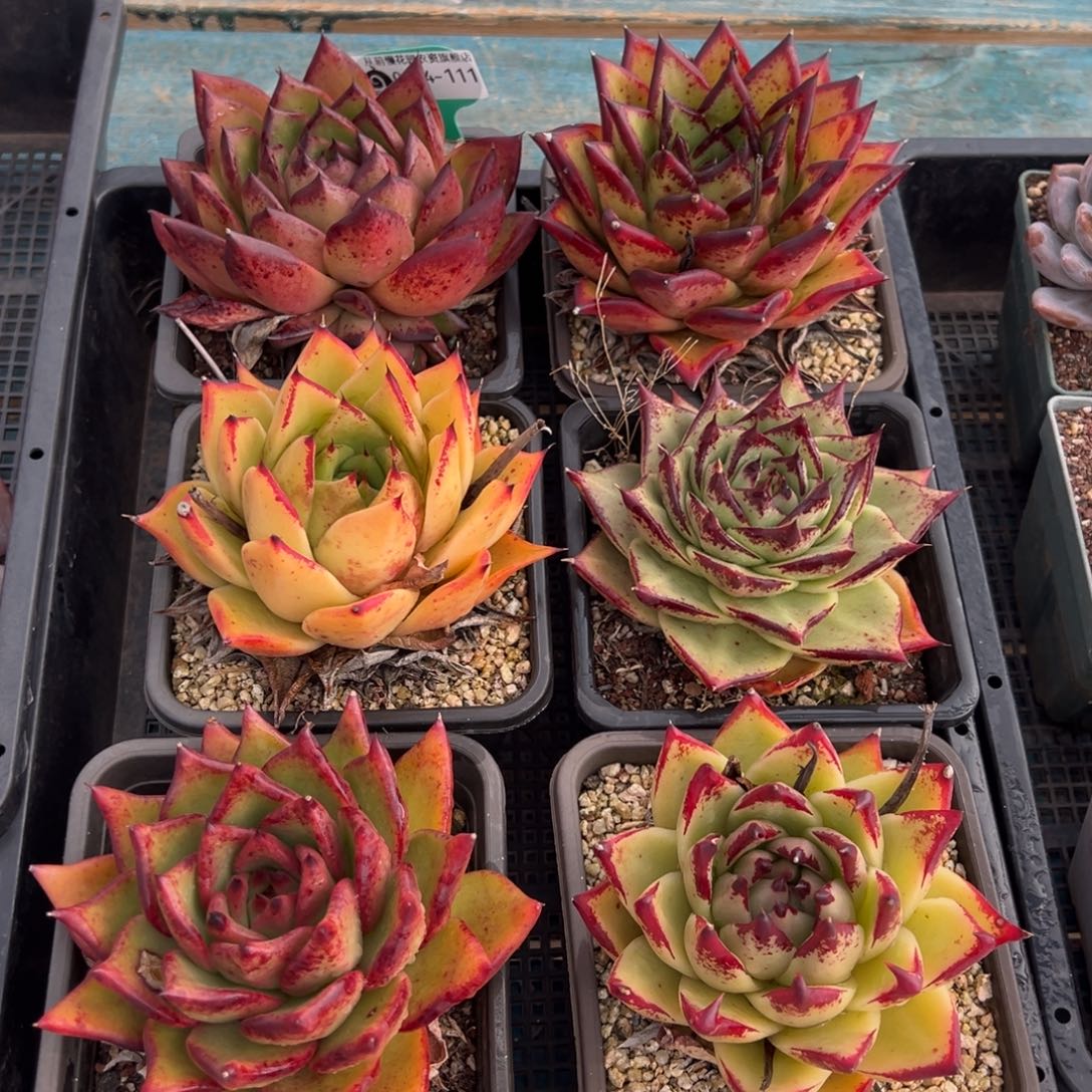 从前慢多肉精选编号0124.111