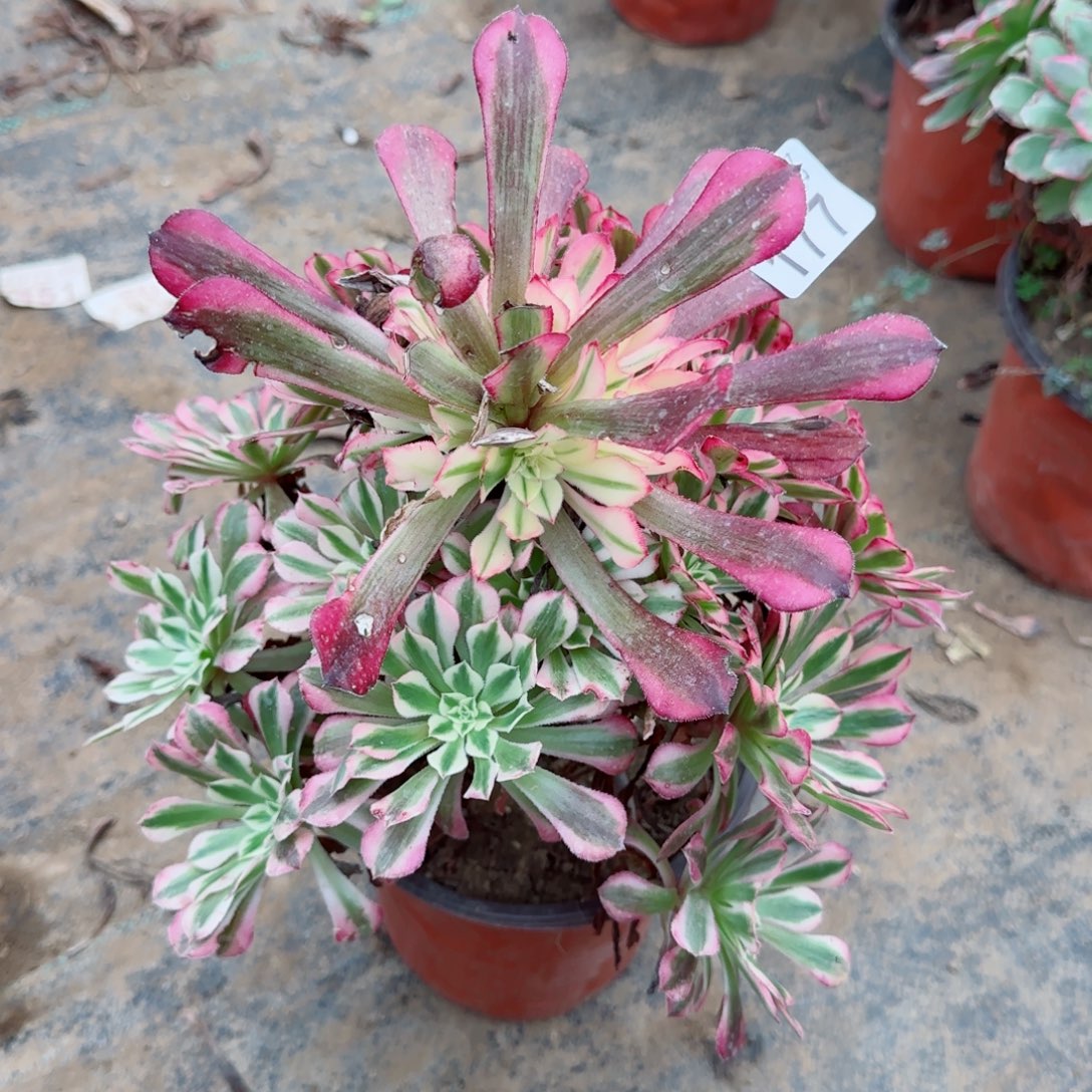 铜壶超白177满20包邮断枝不包