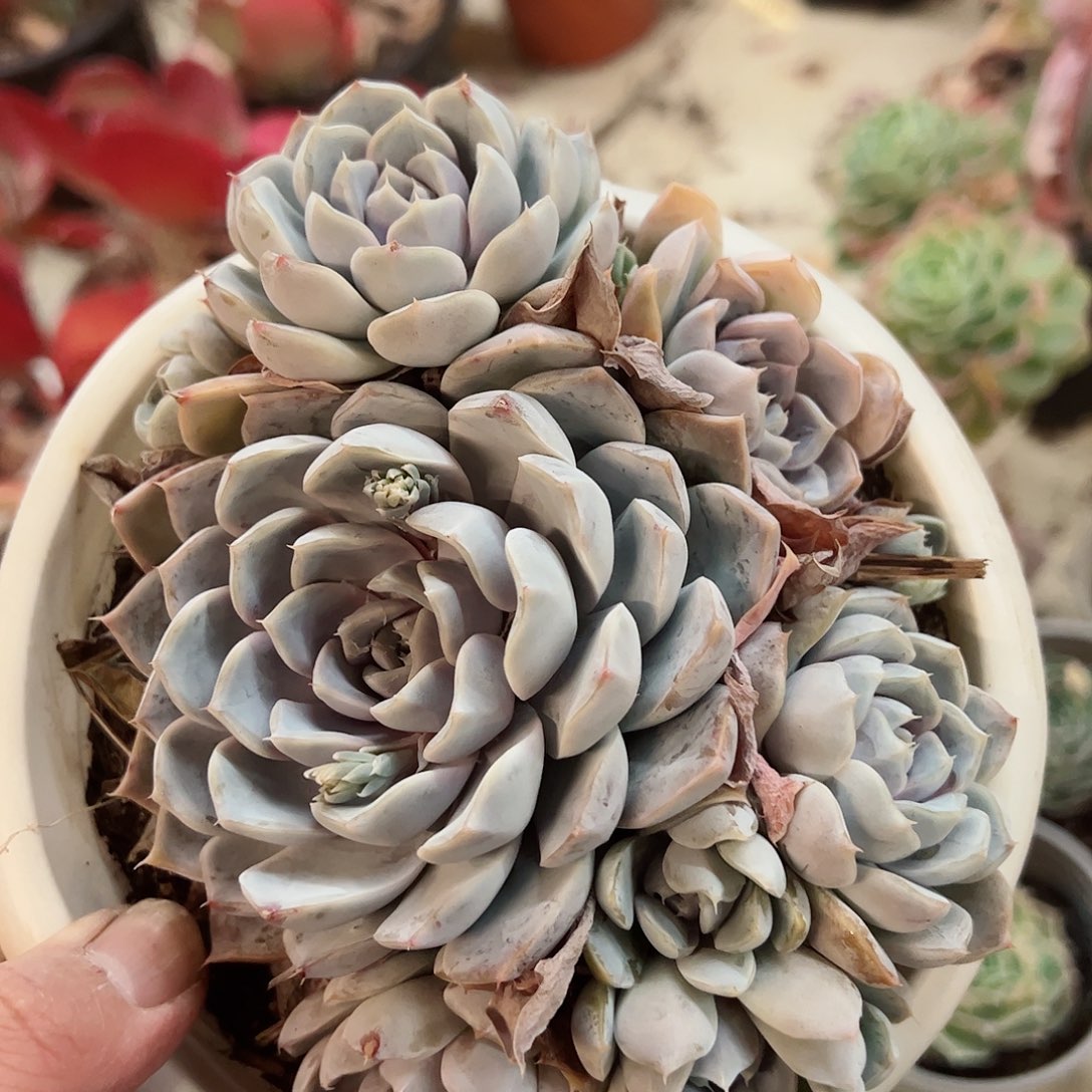 雪兔单头带仔群生