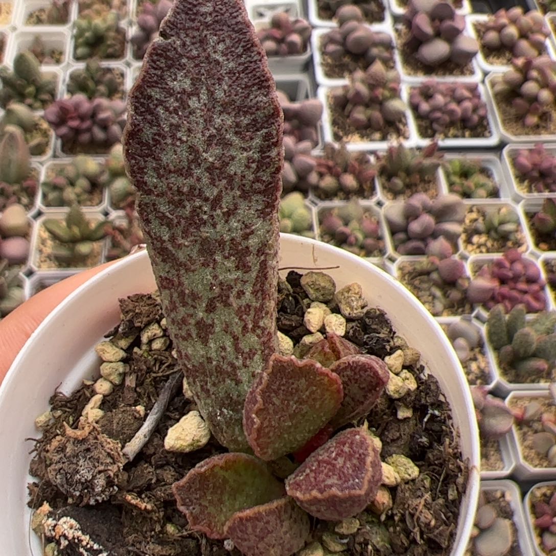 青龙大苗多肉植物水泡多肉植物
