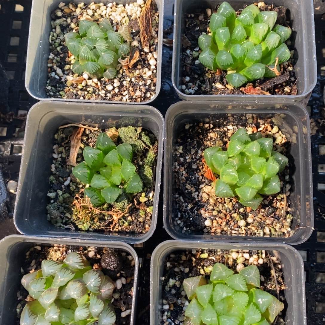 一颗实生大年份灯系玉露 整点福利