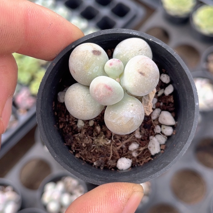 蛋黄奶随机发满18包邮