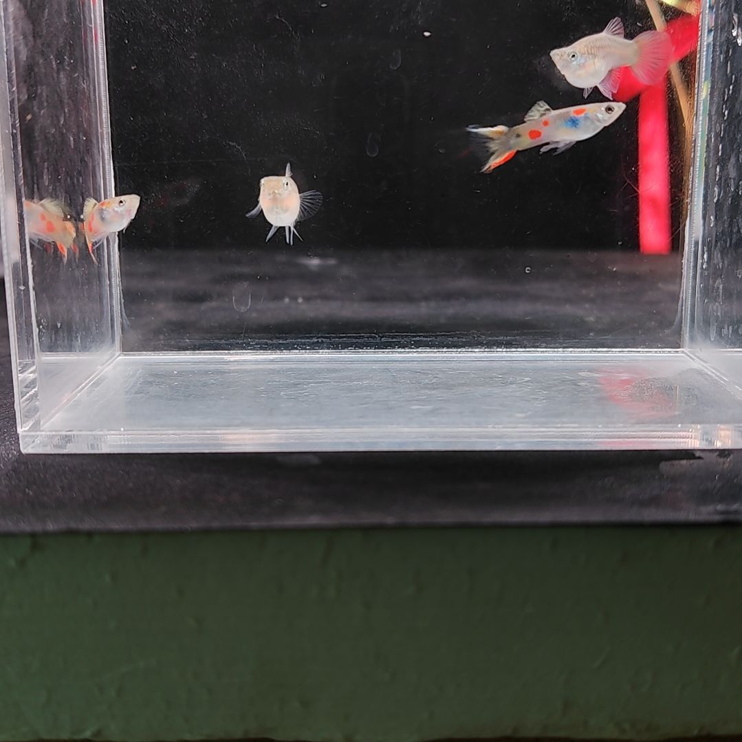 孔雀鱼编号40双剑球