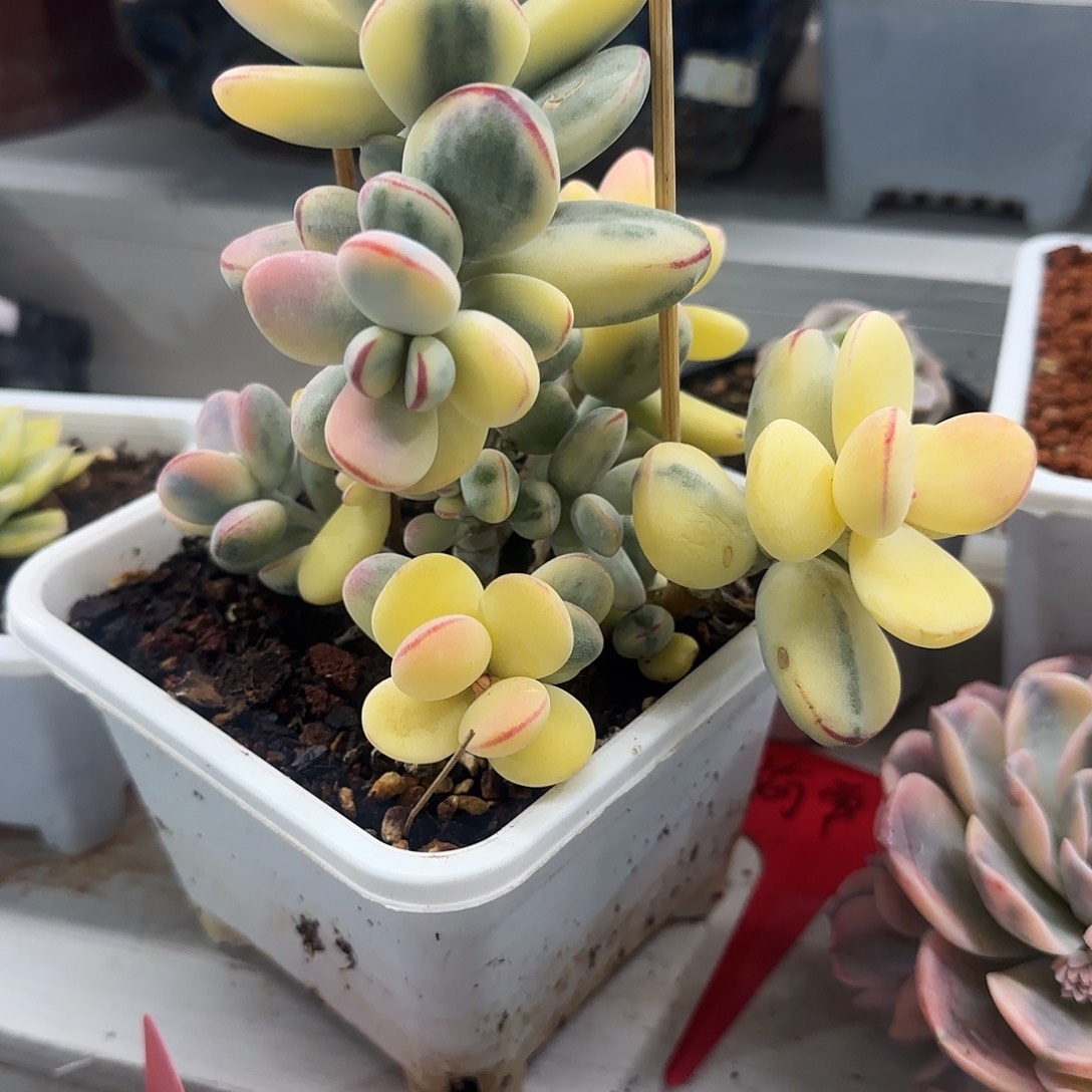 乒乓福娘锦多肉植物