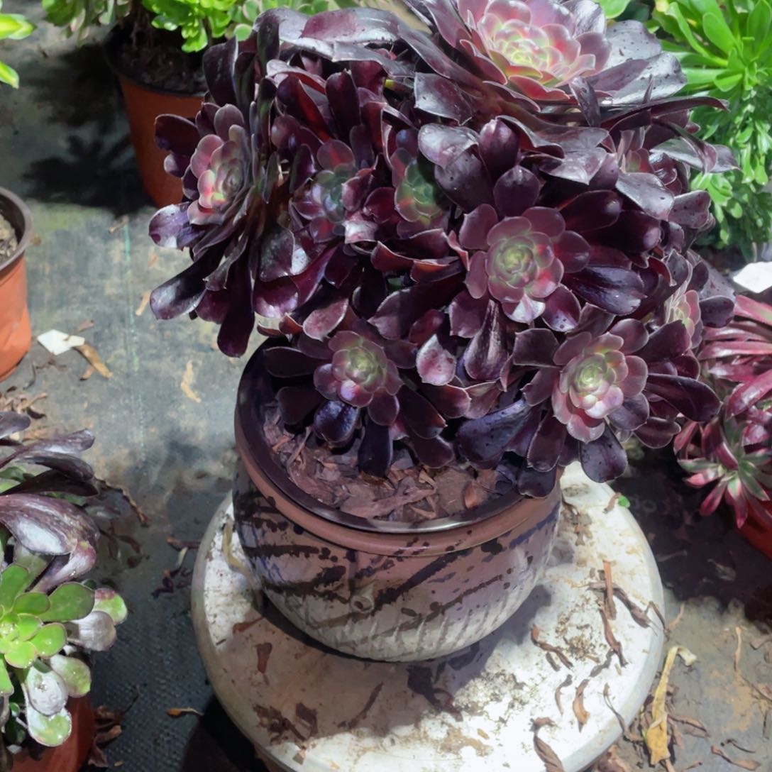 多肉植物花娜574