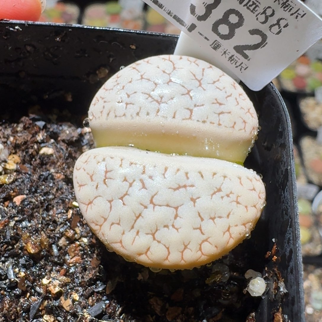 高品质屁屁清清清1382