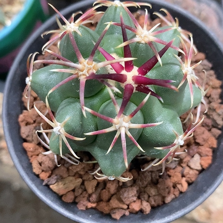 孤品实生优选粗刺短豪刺大红鹰5cm