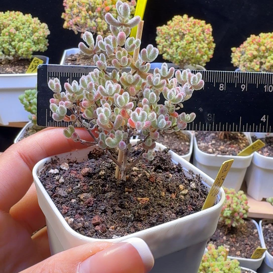 a352号实生冰晶冠服6厘米左右