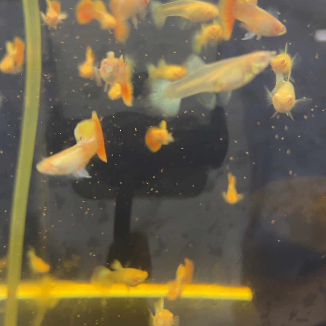 孔雀鱼阿诺比象耳3