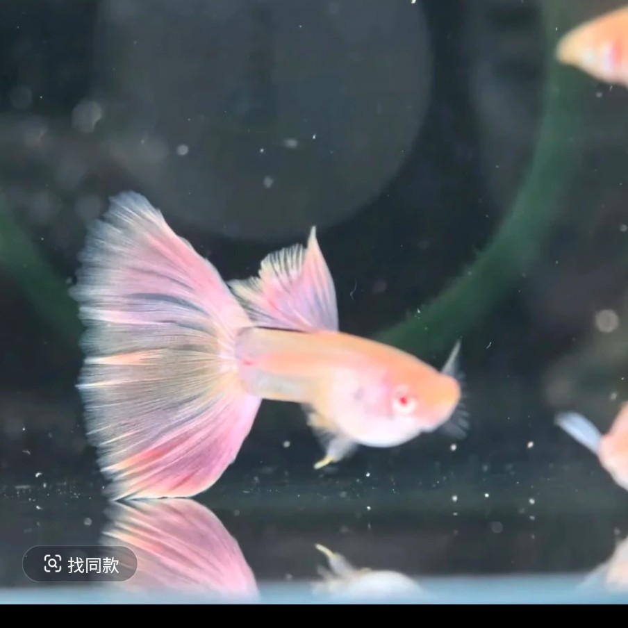 高端粉黛佳人精品孔雀鱼（入缸后不包损）