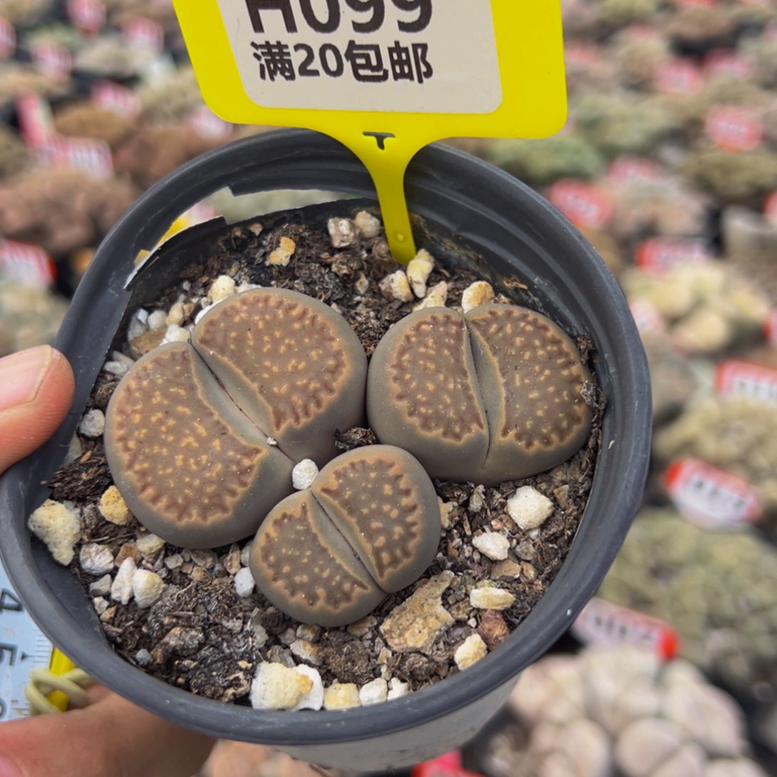 099 生石花大群生大群生